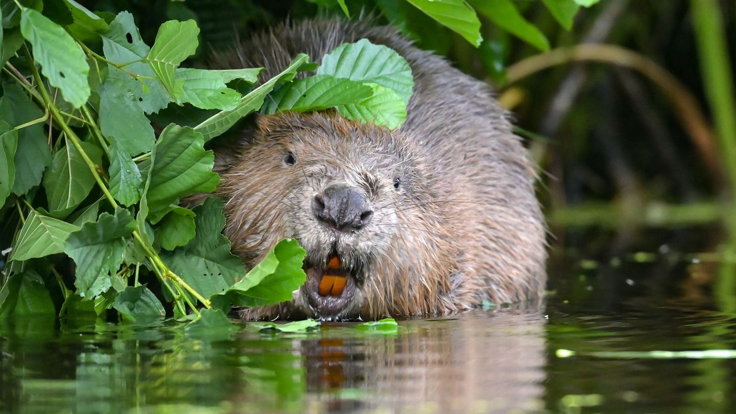 Der Naturschutzbund in Sachsen hat Informationen zum Umgang mit Bibern zusammengestellt. (Symbolbild) Foto: Patrick Pleul/dpa-Ze
