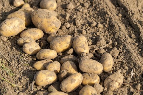Im Südwesten wird auf weniger Fläche Kartoffelanbau betrieben. (Foto-Archiv) Foto: Philipp Schulze/dpa