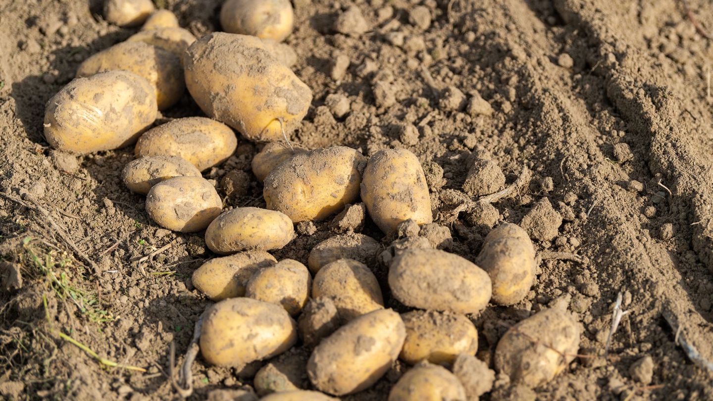 Im Südwesten wird auf weniger Fläche Kartoffelanbau betrieben. (Foto-Archiv) Foto: Philipp Schulze/dpa