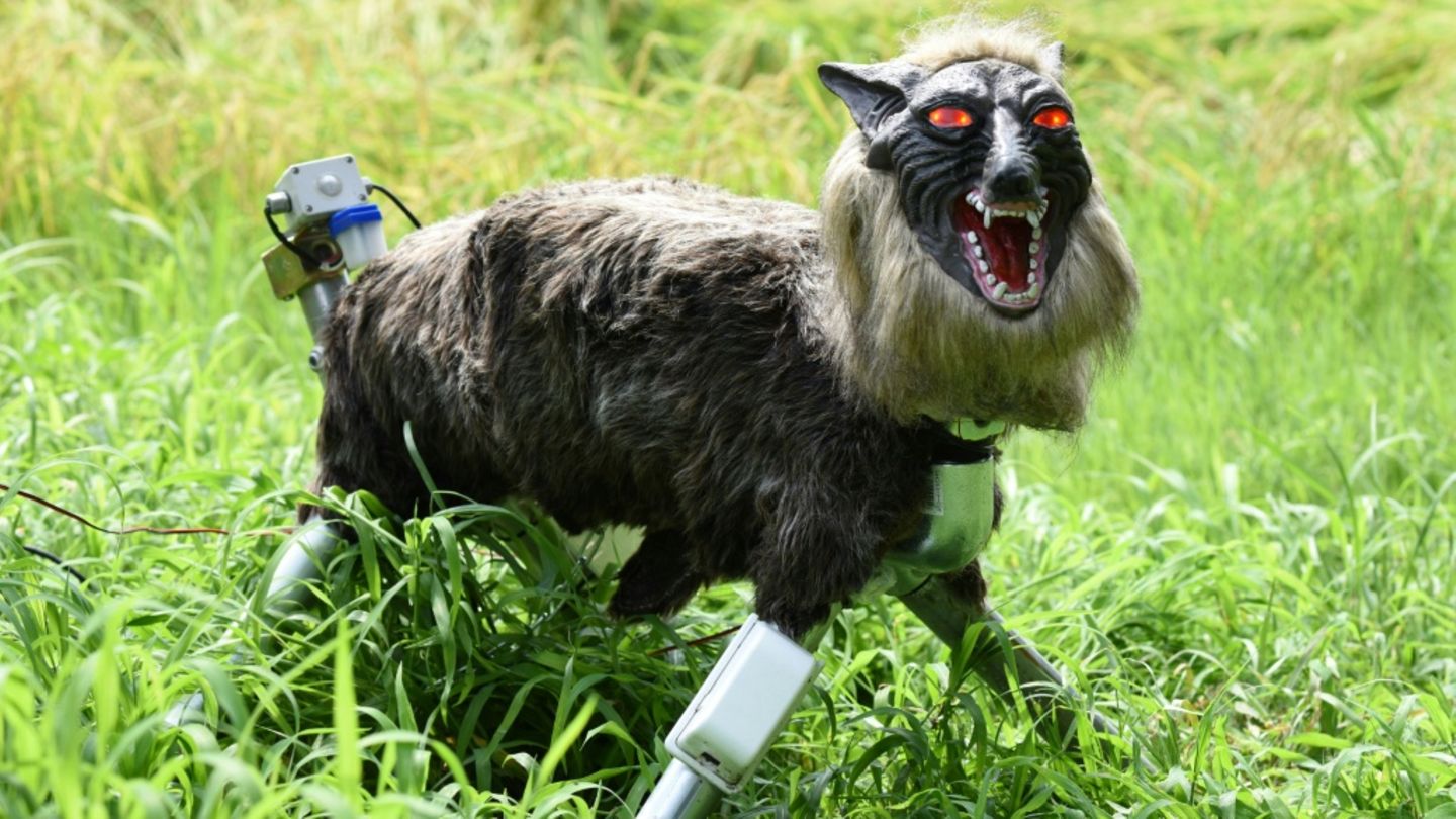 Foto eines Wolfsroboters von 2017