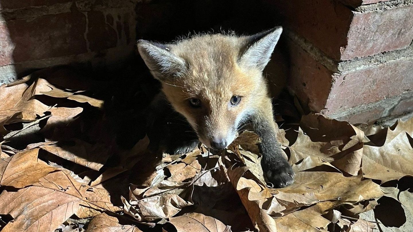 Ein kleiner Fuchs verirrt sich in einen Düsseldorfer Kanal und kommt nicht mehr raus. Foto: Stadt Düsseldorf/dpa