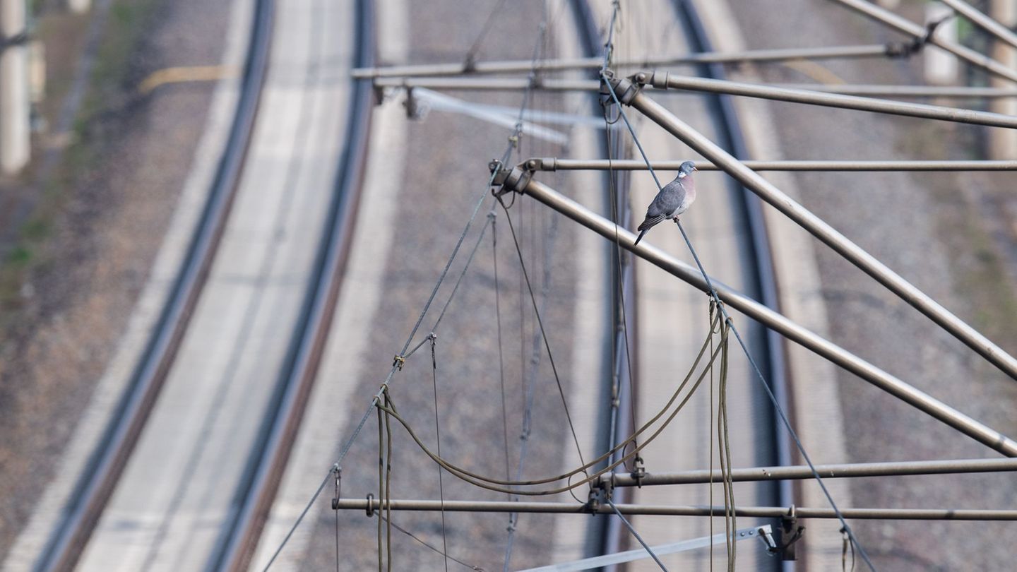 Oberleitung beschädigt – 1.340 Minuten Zugverspätung. (Symbolbild) Foto: Julian Stratenschulte/dpa