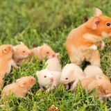 Väter im Tierreich: Goldhamster