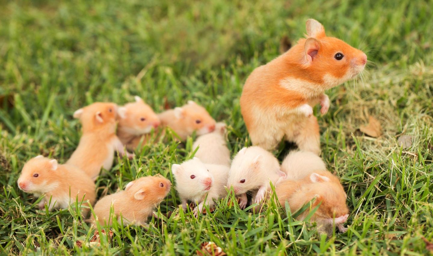 Väter im Tierreich: Goldhamster