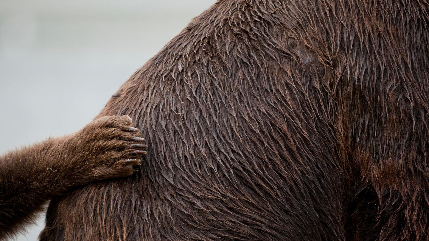 Väter im Tierreich: Grizzlys
