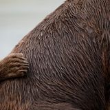Väter im Tierreich: Grizzlys