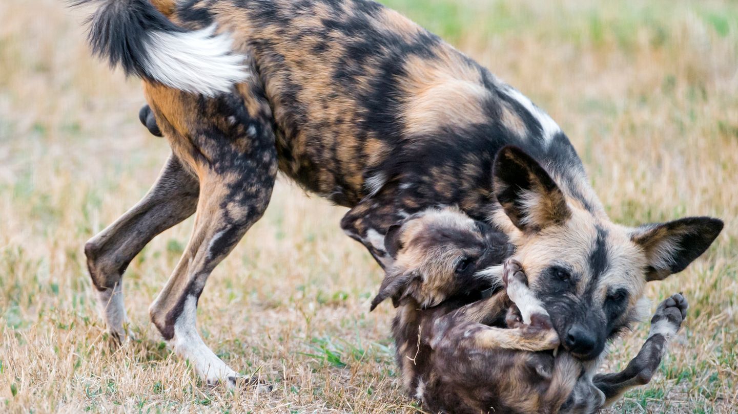 Väter im Tierreich: Afrikanischer Wildhund
