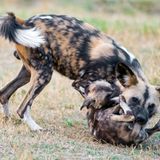 Väter im Tierreich: Afrikanischer Wildhund