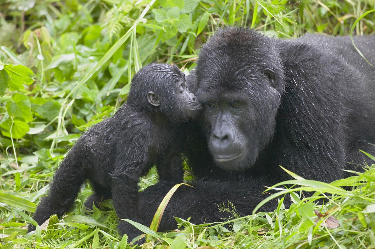 Väter im Tierreich: Gorillas