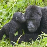 Väter im Tierreich: Gorillas