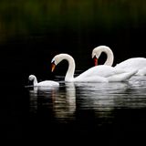 Väter im Tierreich: Schwöne