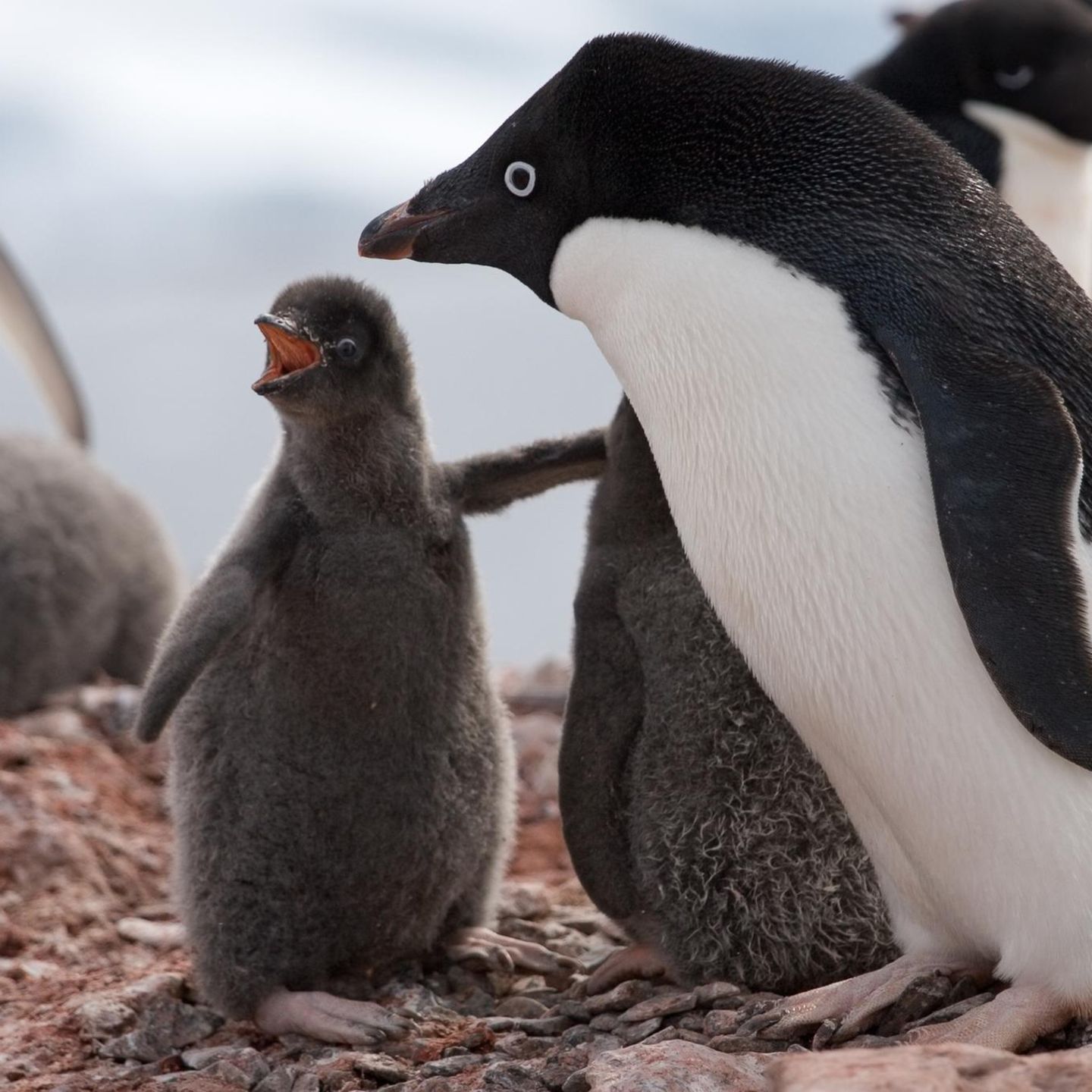 Väter im Tierreich: Pinguine