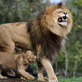Väter im Tierreich: Löwen