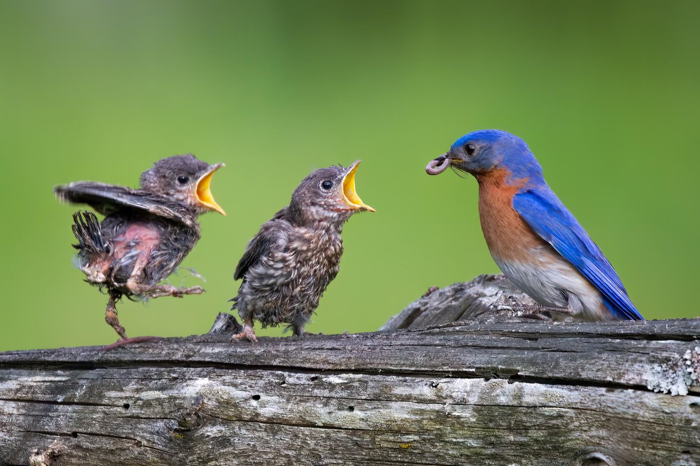 Väter im Tierreich: Blaukehl-Hüttensänger