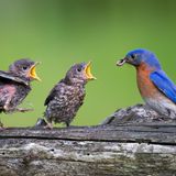 Väter im Tierreich: Blaukehl-Hüttensänger