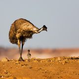 Väter im Tierreich: Emus