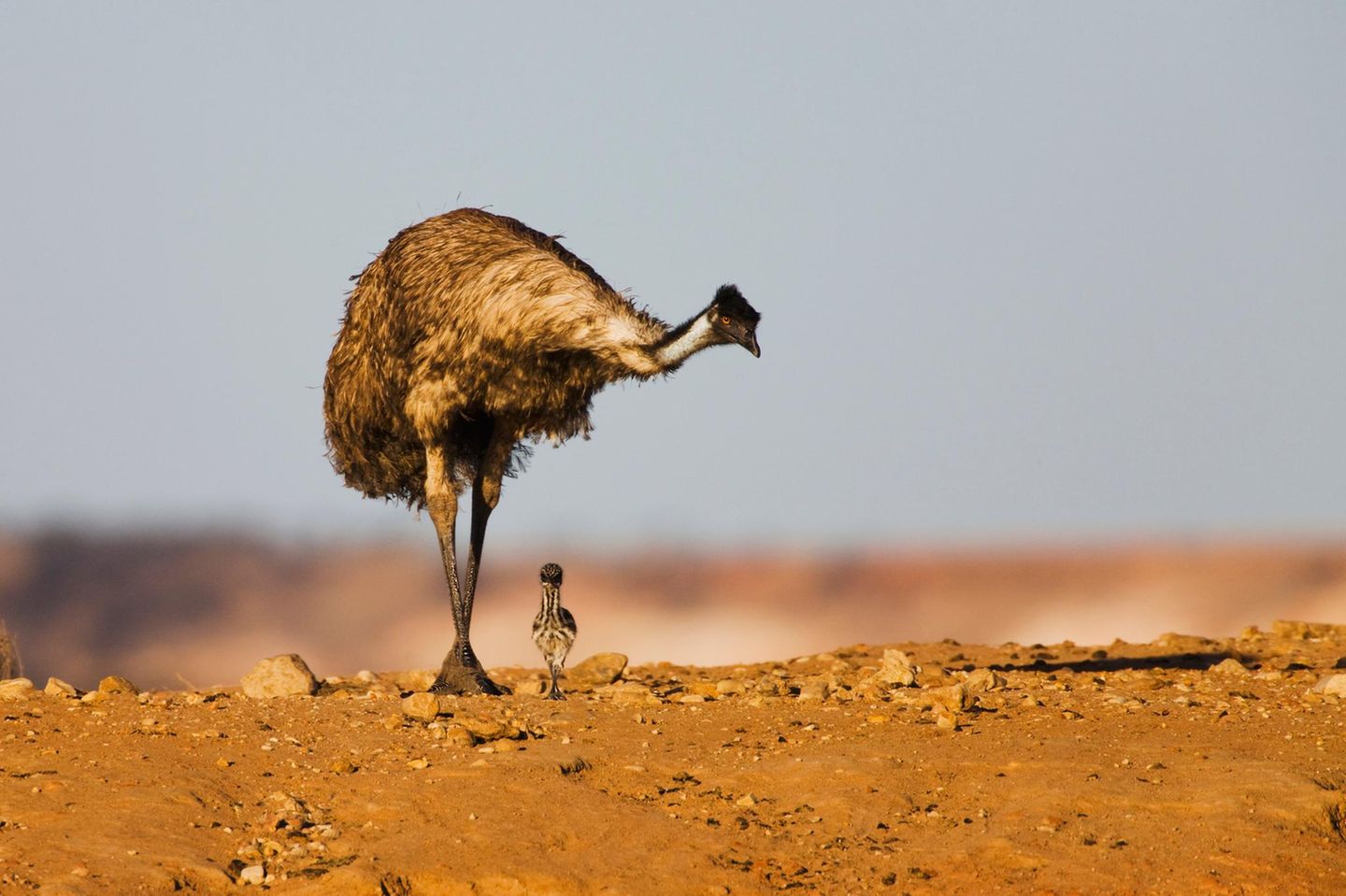 Väter im Tierreich: Emus