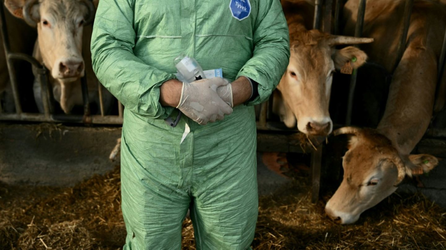Tierarzt im Rinderstall