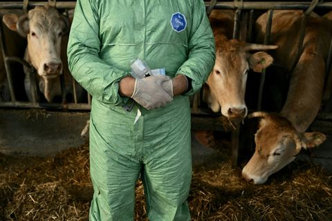 Tierarzt im Rinderstall
