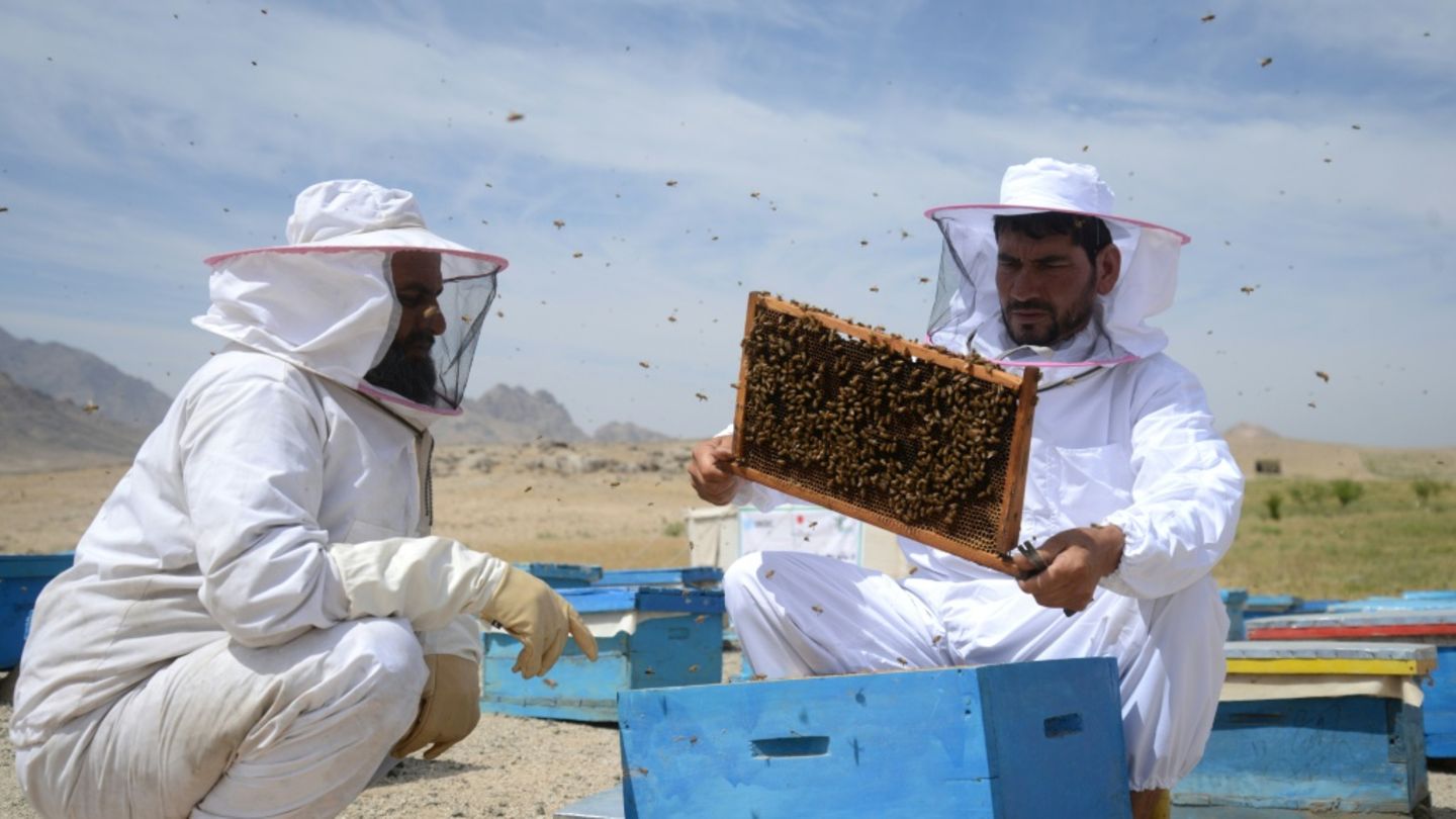 Honigbienen