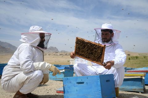 Honigbienen