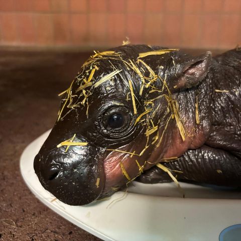 Berlin, Deutschland. Nach Besucherliebling Toni gibt es im Berliner Zoo erneut Nachwuchs bei den Zwergflusspferden. Am 9. Mai brachte Zwergflusspferd-Dame Debbie ein Junges zur Welt, wie der Zoo mitteilte. Das junge Weibchen habe bei der Geburt 5,9 Kilogramm gewogen, inzwischen bringe es 7,1 Kilogramm auf die Waage. Wer aber jetzt schon gerne einen Blick auf den kleinen Mini-Hippo werfen will, muss sich gedulden: Für Besucher ist das Jungtier noch nicht zu sehen.