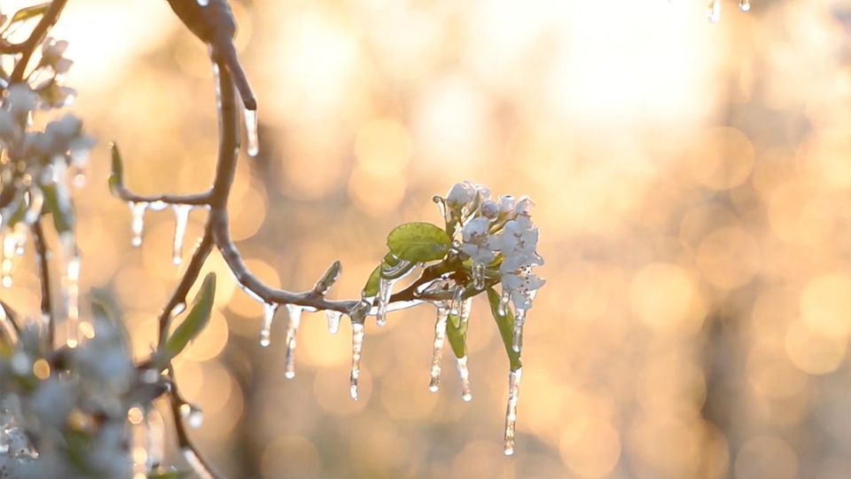 Spätfrost im Mai: Bauernregel auf dem Prüfstand: Haben die Eisheiligen ausgedient?