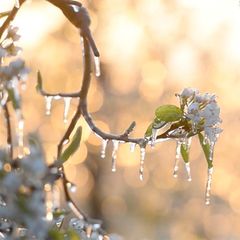 Spätfrost im Mai: Bauernregel auf dem Prüfstand: Haben die Eisheiligen ausgedient?