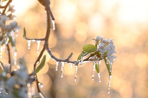 Spätfrost im Mai: Bauernregel auf dem Prüfstand: Haben die Eisheiligen ausgedient?