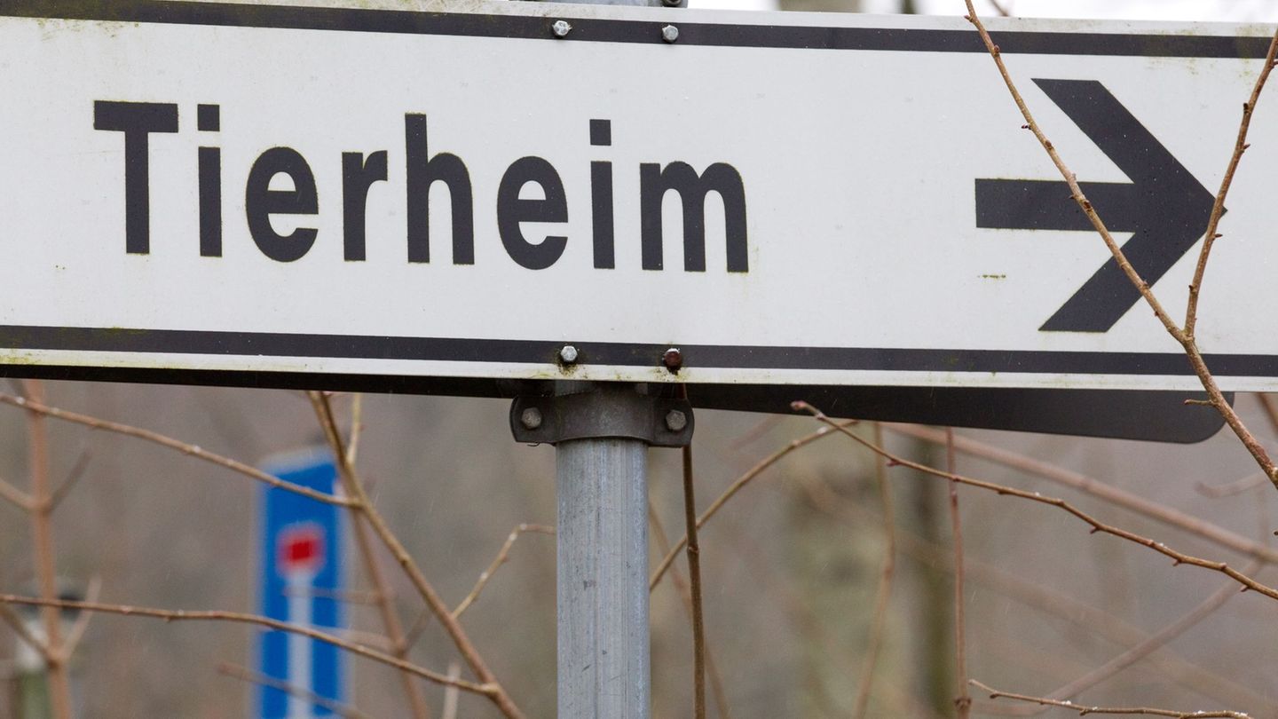 Nach Auffassung des Gerichts wurden die Hunde unter hochgradig tierschutzwidrigen Umständen gehalten. (Symbolbild) Foto: picture