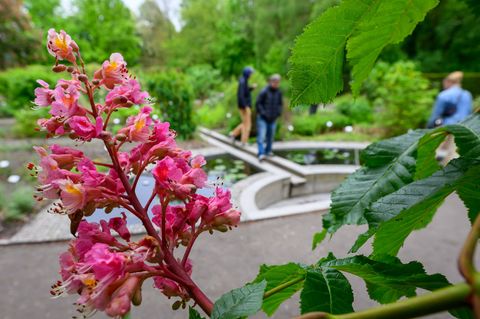 Der Apothekergarten Leipzig gehört zum Botanischen Garten der Universität. Foto: Hendrik Schmidt/dpa