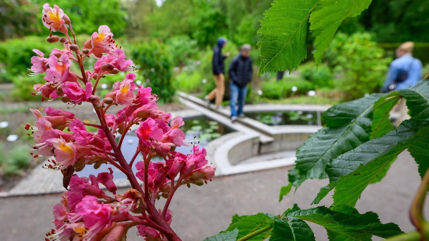 Der Apothekergarten Leipzig gehört zum Botanischen Garten der Universität. Foto: Hendrik Schmidt/dpa