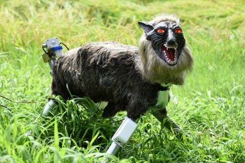 Foto eines Wolfsroboters von 2017