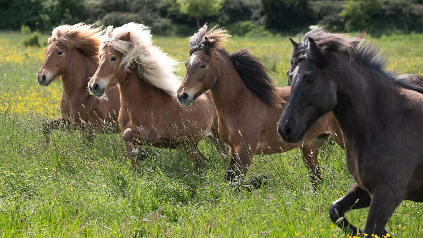 Wehrheim, Deutschland: Endlich wieder Freiheit, frische Luft und sattes, grünes Gras. Islandpferde, die eher klein sind, stürmen auf ihre Koppel. Nach langen Monaten im Stall dürfen die Tiere auf dem Islandpferdegestüt Hirtenhof im Taunus wieder auf die Sommerweide.