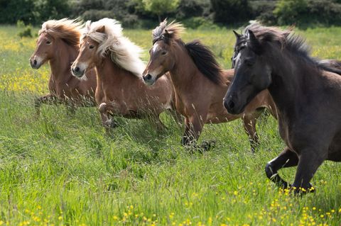 Wehrheim, Deutschland: Endlich wieder Freiheit, frische Luft und sattes, grünes Gras. Islandpferde, die eher klein sind, stürmen auf ihre Koppel. Nach langen Monaten im Stall dürfen die Tiere auf dem Islandpferdegestüt Hirtenhof im Taunus wieder auf die Sommerweide.