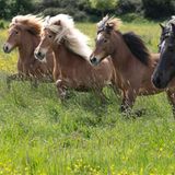 Wehrheim, Deutschland: Endlich wieder Freiheit, frische Luft und sattes, grünes Gras. Islandpferde, die eher klein sind, stürmen auf ihre Koppel. Nach langen Monaten im Stall dürfen die Tiere auf dem Islandpferdegestüt Hirtenhof im Taunus wieder auf die Sommerweide.