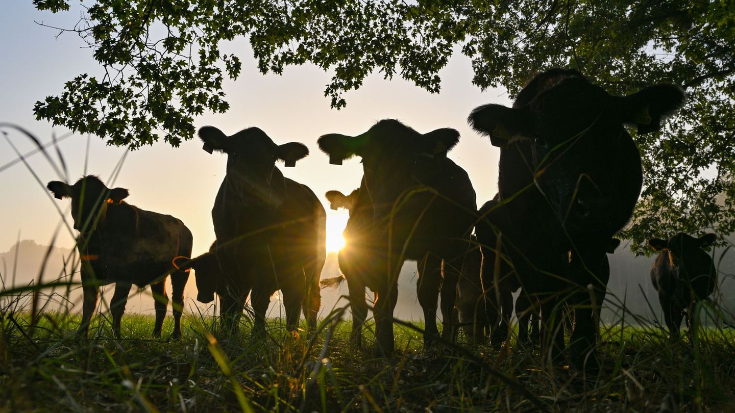 Wie gingen die Rinder-Diebe in Südbrandenburg vor? Foto: Patrick Pleul/dpa