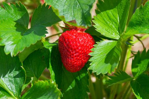 Erdbeeren selbst pflücken sei in Mode, meinte der Vizepräsident des Gartenbauverbandes Berlin-Brandenburg, Thomas Bröcker. (Symb