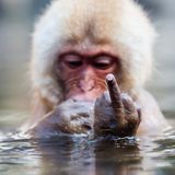 Lustig: Lach doch mal – Affe