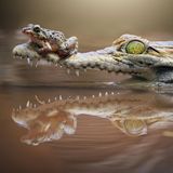 Lustig: Lach doch mal – Frosch