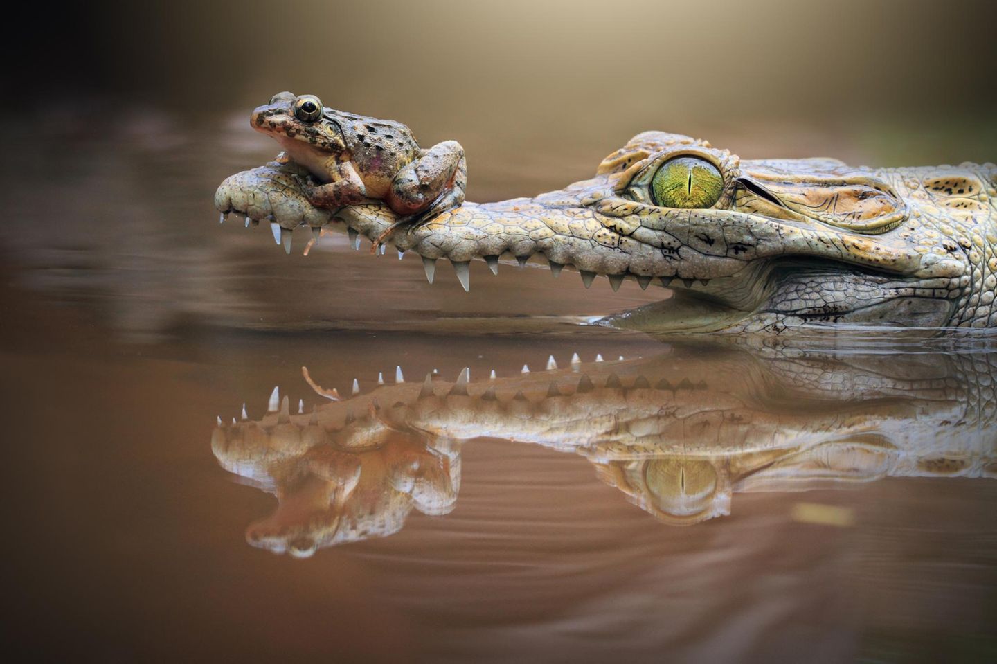 Lustig: Lach doch mal – Frosch