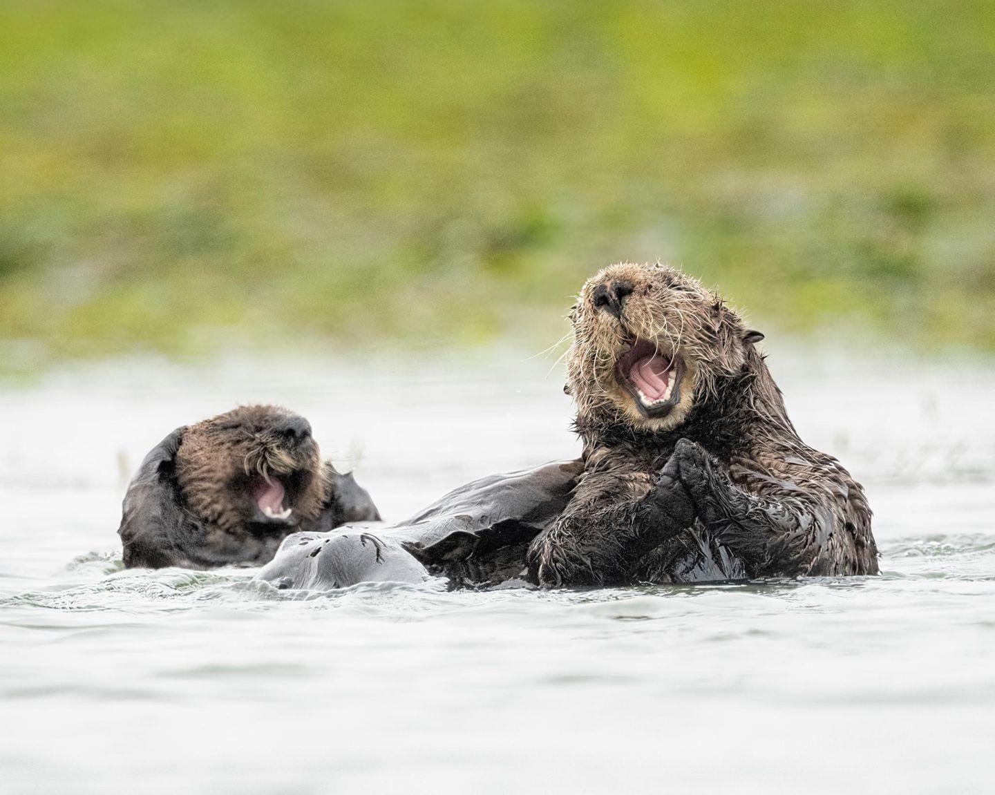 Lustig: Lach doch mal – Otter
