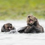 Lustig: Lach doch mal – Otter