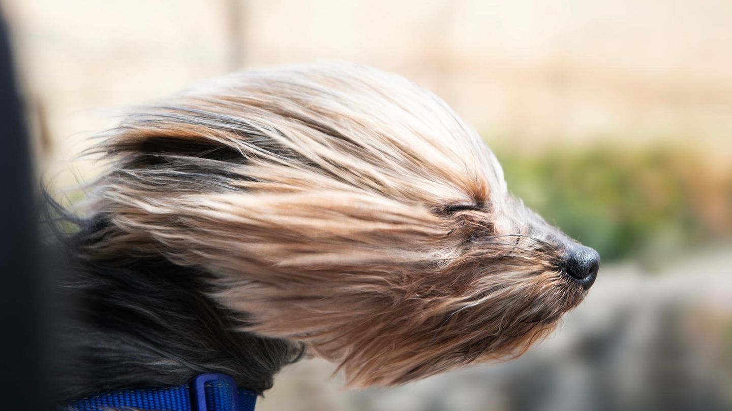 Lustig: Lach doch mal – Hund im Wind