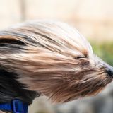 Lustig: Lach doch mal – Hund im Wind