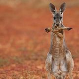 Lustig: Lach doch mal – Känguru