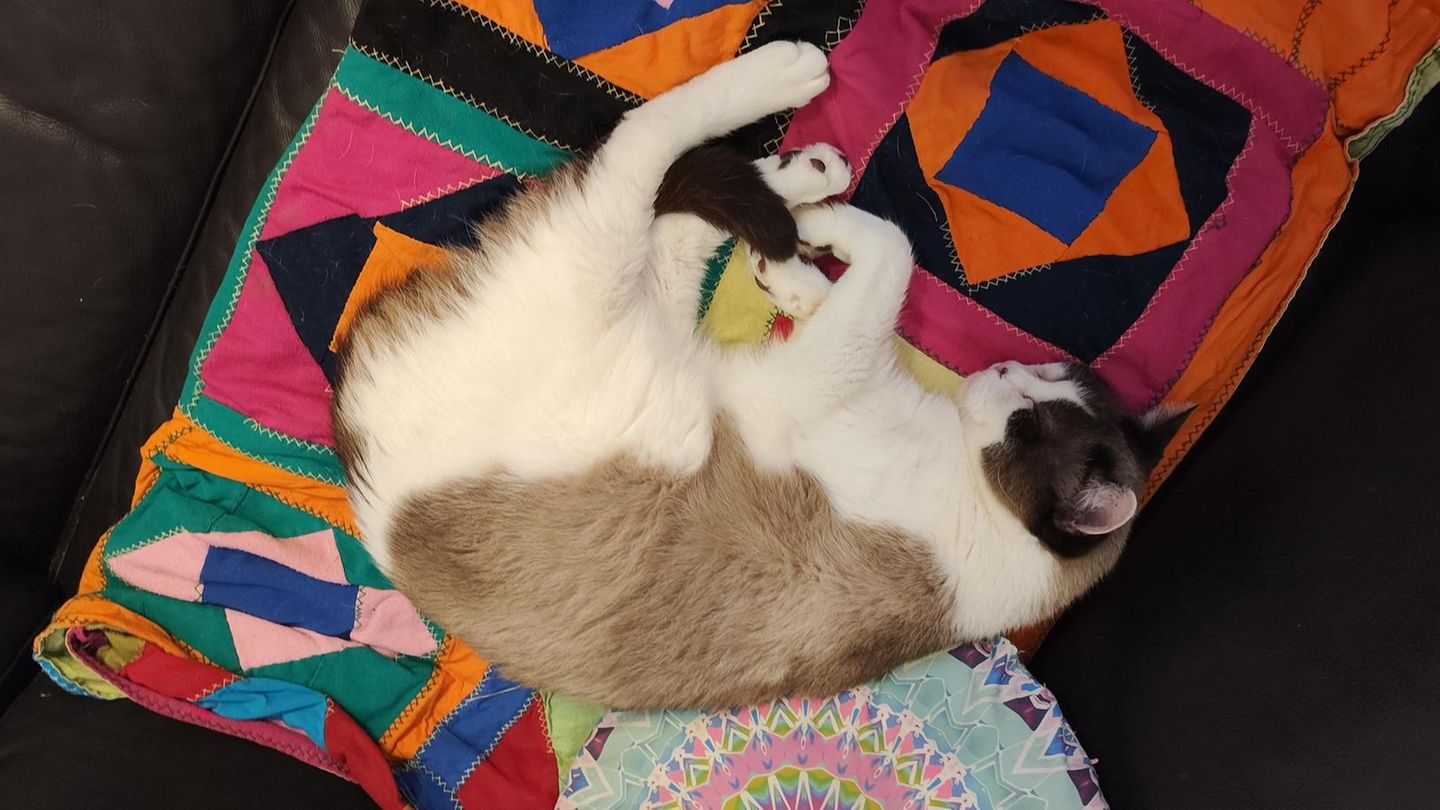 Tierärzte: Kater Rötte (Symbolbild Tierarztkosten)