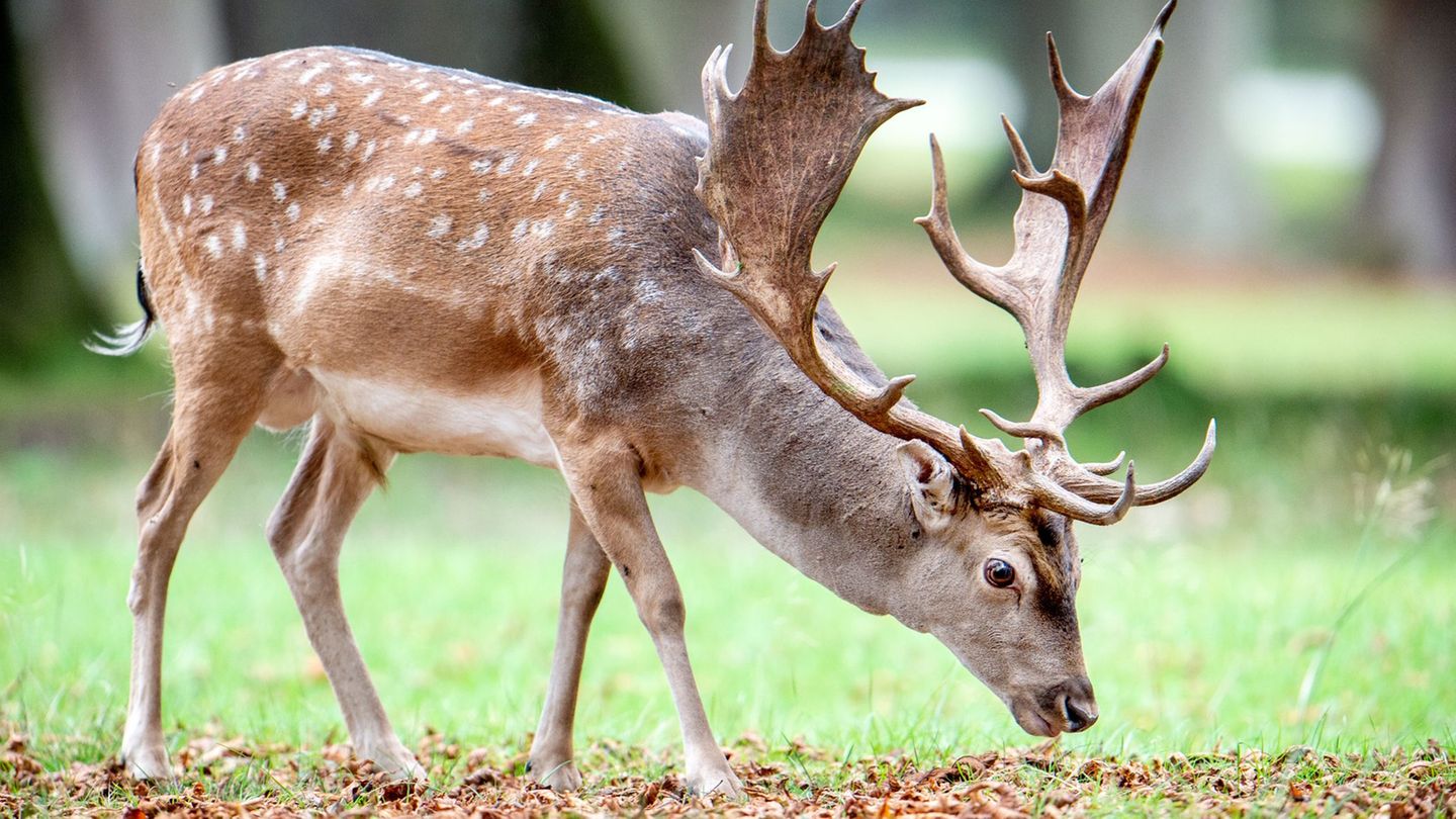 Ein Hirsch und neun weibliche Damwildtiere sind aus einem Gehege im Kyffhäuserkreis entkommen. (Symbolbild) Foto: Hauke-Christia