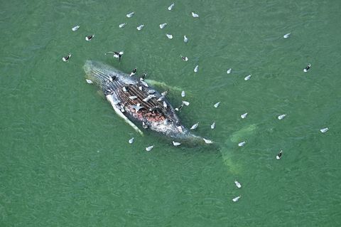 Ein Toter Wal wurde vor der dänischen Insel Anholt entdeckt. Foto: Jonas Walzberg/dpa