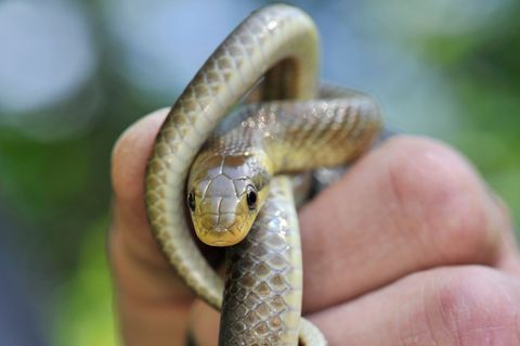 Eine Äskulapnatter ist erstmals jensits bisheriger Vorkommen in Wasserburg am Inn entdeckt worden. (Archivbild) Foto: Boris Roes